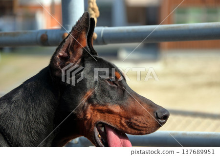 Doberman Pinscher, Doberman Pinscher Doberman Pinscher, Doberman Pinscher 137689951
