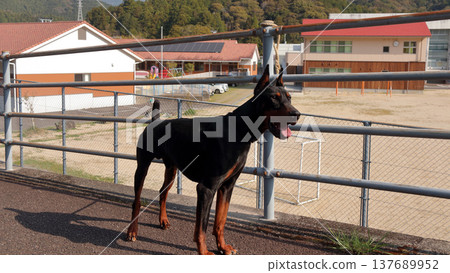 杜賓犬，杜賓犬 137689952