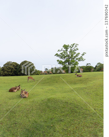 奈良公園飛火野公園裡的一群鹿 奈良公園飛火野公園裡的一群鹿 137690342