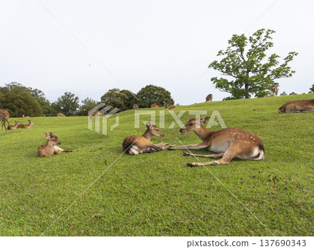奈良公園飛火野公園裡的一群鹿 137690343