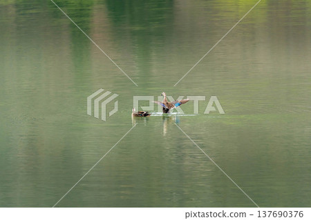 鴨子——水生生物 鴨子——水生生物 137690376