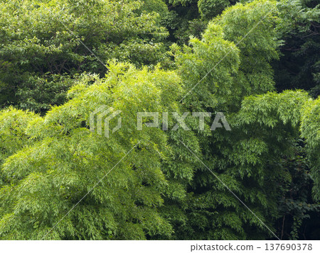 A summer slope covered with bamboo A summer slope covered with bamboo 137690378