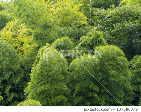 A summer slope covered with bamboo A summer slope covered with bamboo 137690379