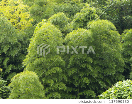 A summer slope covered with bamboo A summer slope covered with bamboo 137690380