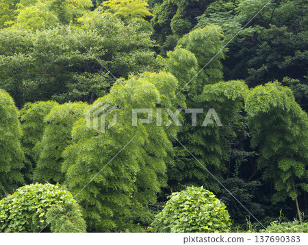 A summer slope covered with bamboo A summer slope covered with bamboo 137690383