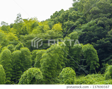 A summer slope covered with bamboo A summer slope covered with bamboo 137690387