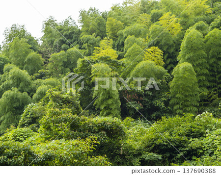A summer slope covered with bamboo A summer slope covered with bamboo 137690388