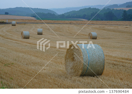 A landscape of hay bales lined up on the hills of Biei and Furano in Hokkaido. A landscape of hay bales lined up on the hills of Biei and Furano in Hokkaido. 137690484