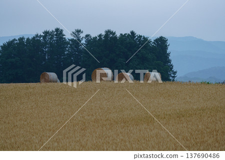 A landscape of hay bales lined up on the hills of Biei and Furano in Hokkaido. A landscape of hay bales lined up on the hills of Biei and Furano in Hokkaido. 137690486