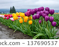 Purple and yellow tulips blooming in spring field 137690537