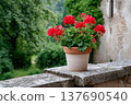 Red pelargonium flowers blooming in terracotta pot 137690540