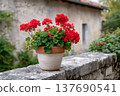 Red geranium flowers blooming in a terracotta pot 137690541