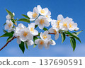 White jasmine flowers blooming under clear blue sky 137690591