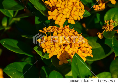 Close-up of yellow Ixora Gold in the garden. Yellow ixora flower with sunlight. Flower and plant. 137690703