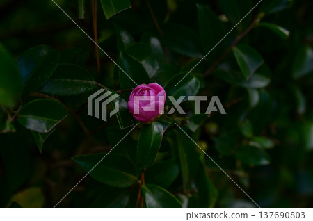 Japanese camellia in the garden in bloom with leaves. Pink Japanese camellia flowers in rural. Flower and plant. 137690803