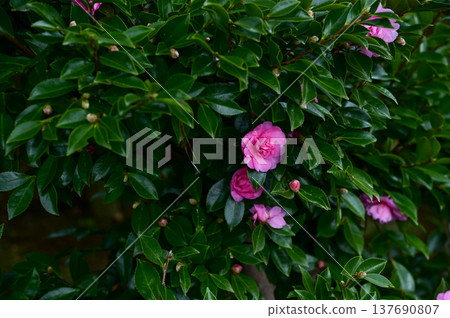 Japanese camellia in the garden in bloom with leaves. Pink Japanese camellia flowers in rural. Flower and plant. 137690807