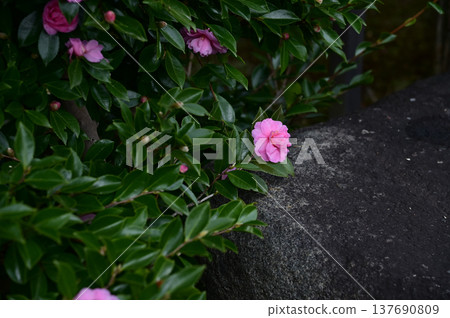 Japanese camellia in the garden in bloom with leaves. Pink Japanese camellia flowers in rural. Flower and plant. 137690809