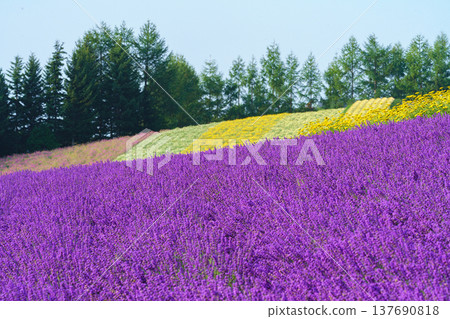 Summer in Hokkaido: Scenes of lavender and flower fields at Farm Tomita 137690818