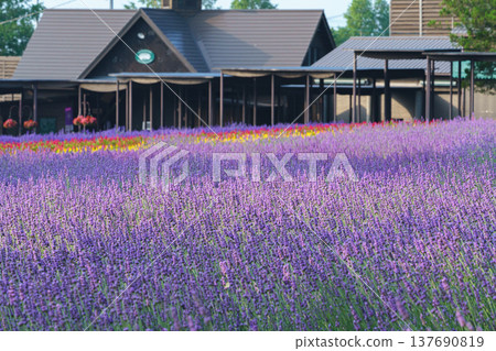 Summer in Hokkaido: Scenes of lavender and flower fields at Farm Tomita 137690819