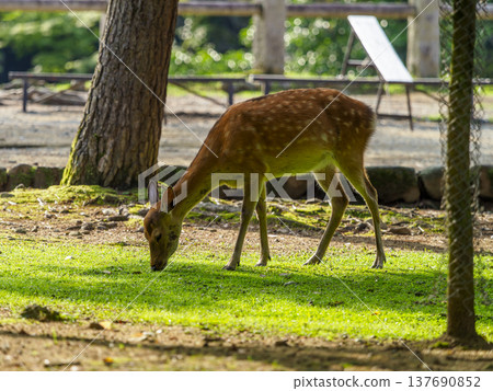 Deer in Nara Park eating grass 137690852
