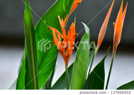 Close-up of Beautiful heliconia or bird of paradise tropic flower in the street. Orange flowers in garden. Flower and plant. Close-up of Beautiful heliconia or bird of paradise tropic flower in the street. Orange flowers in garden. Flower and plant. 137690858
