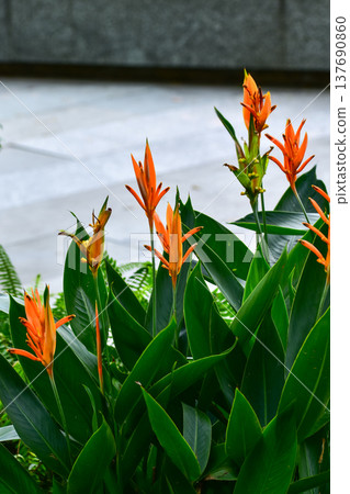 Close-up of Beautiful heliconia or bird of paradise tropic flower in the street. Orange flowers in garden. Flower and plant. Close-up of Beautiful heliconia or bird of paradise tropic flower in the street. Orange flowers in garden. Flower and plant. 137690860