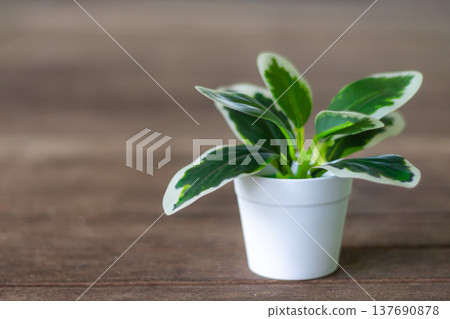 Small green houseplant in a white pot on wooden table with soft light and clean minimal style indoors 137690878