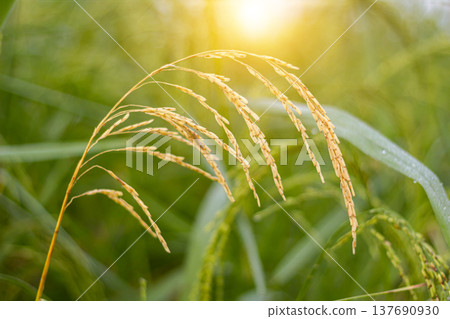 Rice paddy rural countryside with sunlight Rice paddy rural countryside with sunlight 137690930