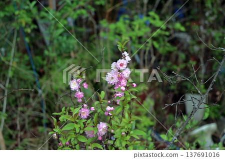 Double-flowered garden plum and Japanese apricot in full bloom Double-flowered garden plum and Japanese apricot in full bloom 137691016