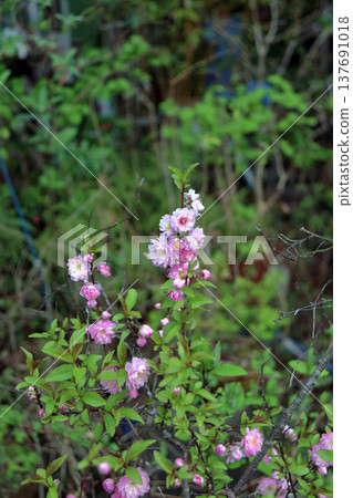 Double-flowered garden plum and Japanese apricot in full bloom Double-flowered garden plum and Japanese apricot in full bloom 137691018
