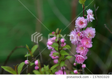 Double-flowered garden plum and Japanese apricot in full bloom Double-flowered garden plum and Japanese apricot in full bloom 137691020