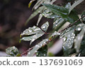 Rain-soaked nandina leaves 137691069