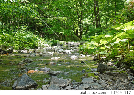 A mountain stream flowing through the fresh greenery in early summer A mountain stream flowing through the fresh greenery in early summer 137691117
