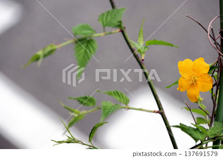 The Japanese kerria has bloomed. The Japanese kerria has bloomed. 137691579