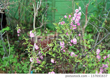 Double-flowered garden plum and Japanese apricot in full bloom 137691637