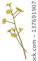 Tsuwabuki flower 137691907