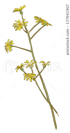 wa花 wa花 137691907