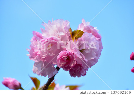 Yaezakura Temari at the Osaka Mint 137692169