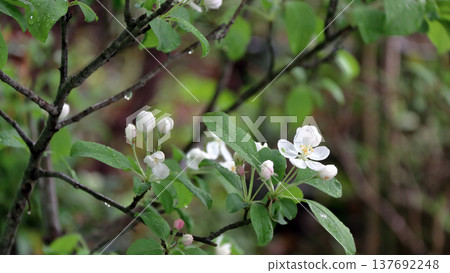 姬鈴子 姬鈴子 姬鈴子 姬鈴子 姬鈴子 姬鈴子 137692248