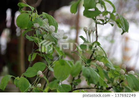 姬鈴子 姬鈴子 姬鈴子 姬鈴子 姬鈴子 姬鈴子 137692249