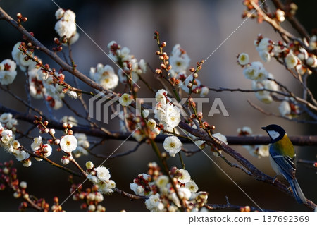 Plum blossoms and great tits: A springtime natural scene in Japan 137692369