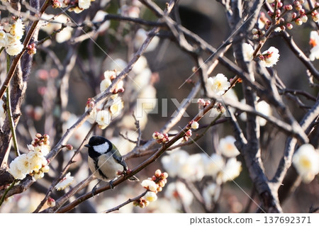 A great tit among plum branches - a spring wild bird 137692371