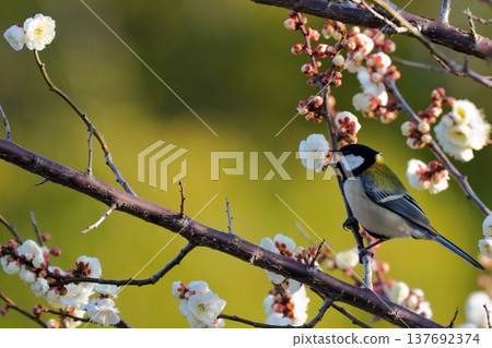 梅花與大山雀:春花與野鳥 梅花與大山雀:春花與野鳥 137692374