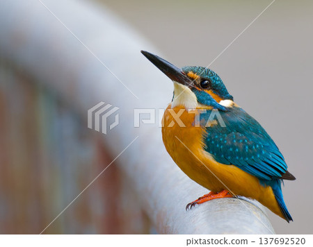 翠鳥棲息在欄桿上；城市野鳥和留白 137692520