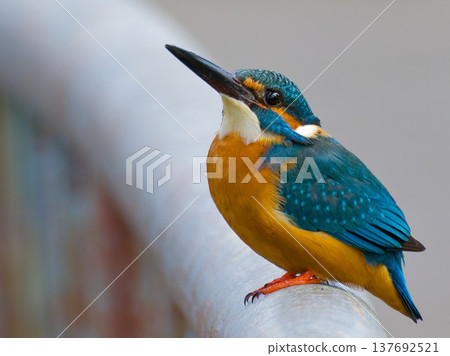 翠鳥棲息在欄桿上；城市野鳥和留白 137692521