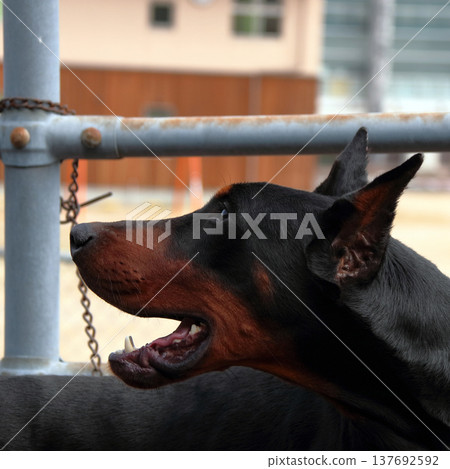 杜賓犬,杜賓犬 杜賓犬,杜賓犬 137692592