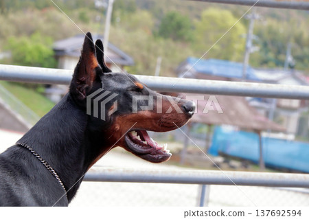 杜賓犬,杜賓犬 杜賓犬,杜賓犬 137692594