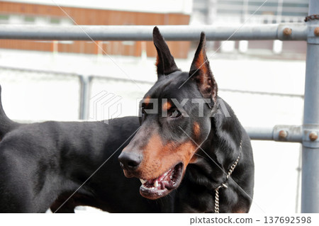 杜賓犬,杜賓犬 杜賓犬,杜賓犬 137692598