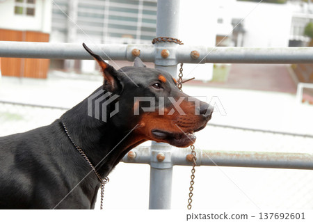 Doberman Pinscher, Doberman Pinscher Doberman Pinscher, Doberman Pinscher 137692601