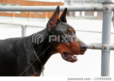 杜賓犬,杜賓犬 杜賓犬,杜賓犬 137692609